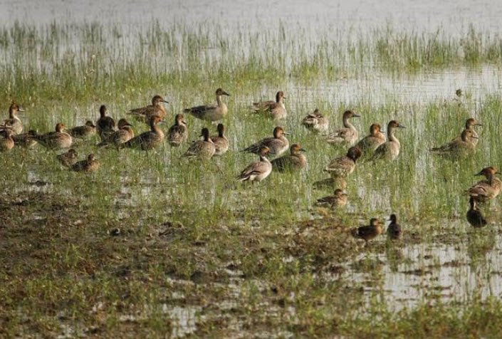 Kesarbagh Wildlife Sanctuary